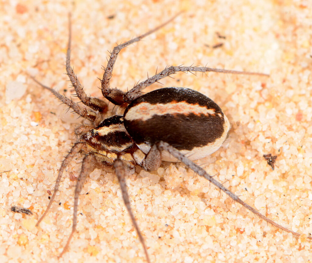 Ammoxenus amphalodes