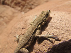 Urosaurus ornatus wrighti