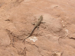 Urosaurus ornatus wrighti