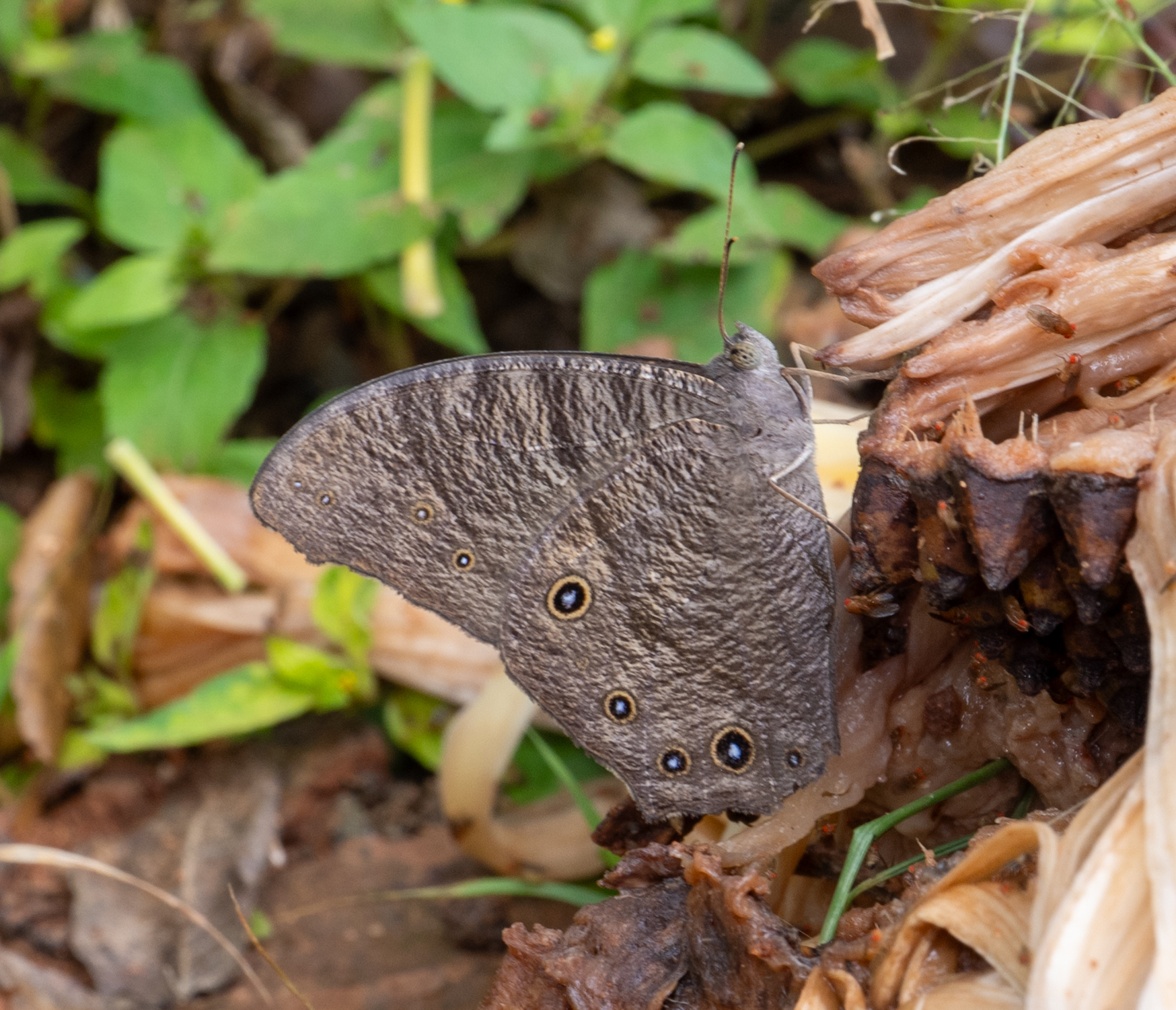 Common Evening Brown