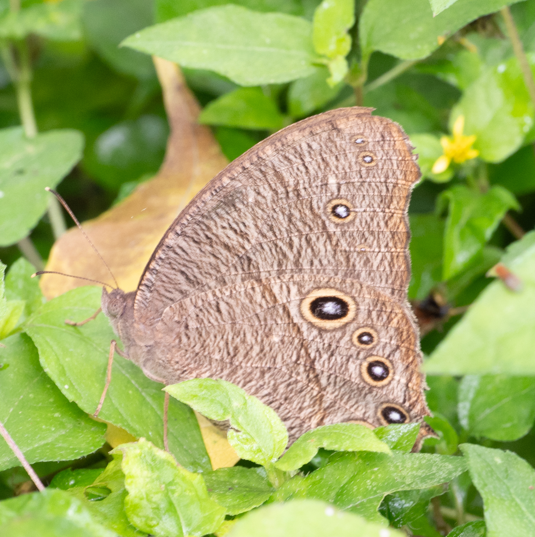 Common Evening Brown