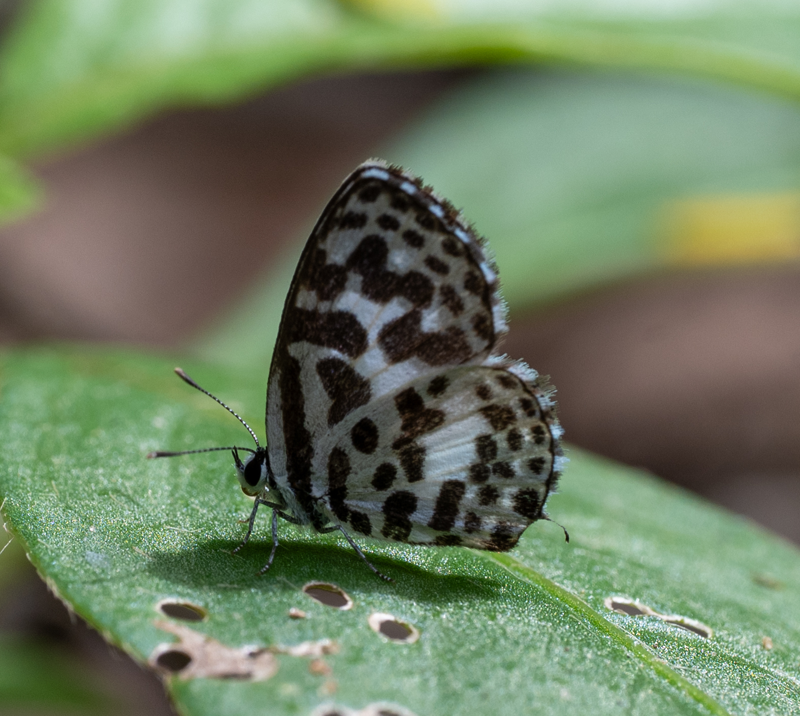 Common Pierrot