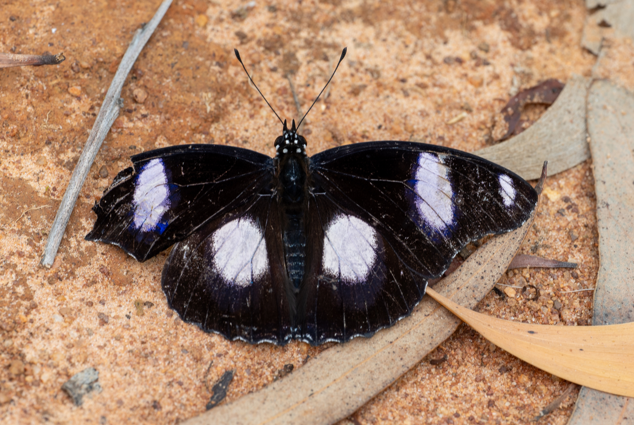Danaid Eggfly