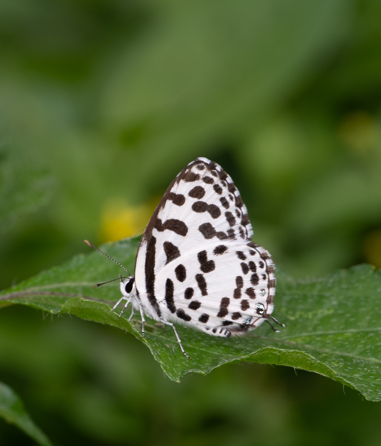 Common Pierrot