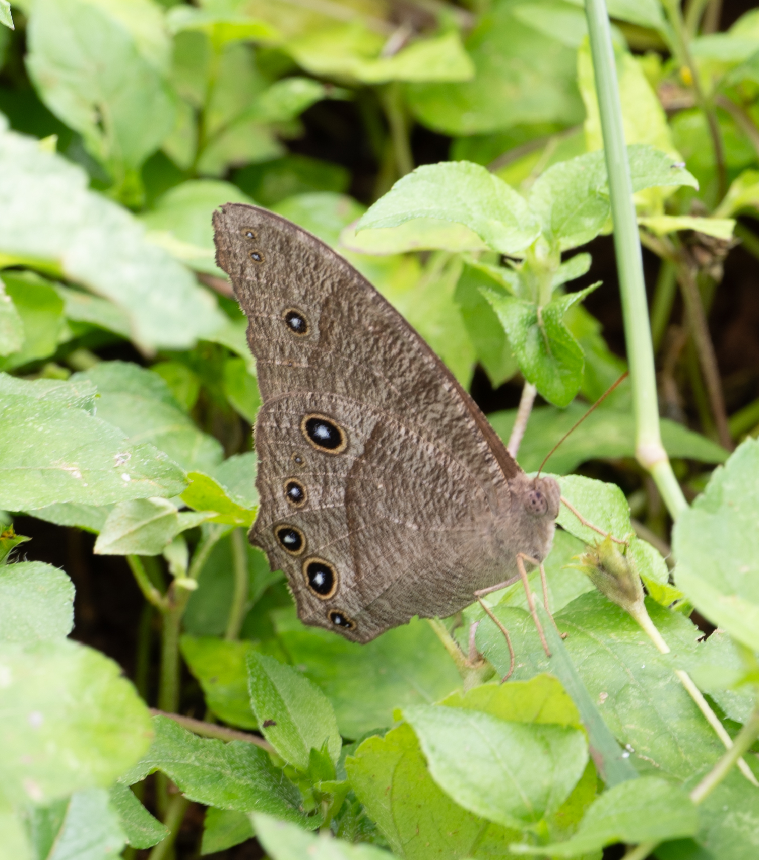 Common Evening Brown
