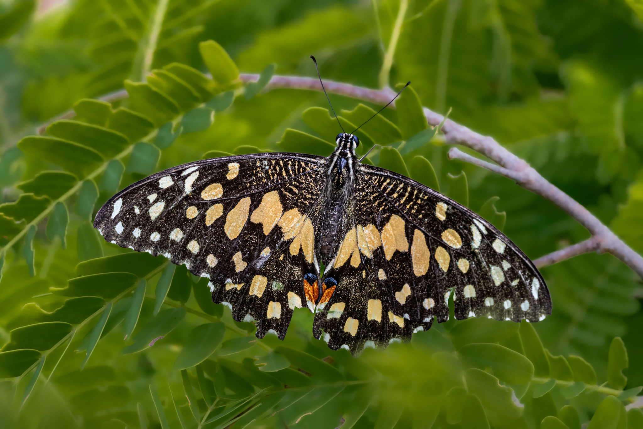 Lime Swallowtail