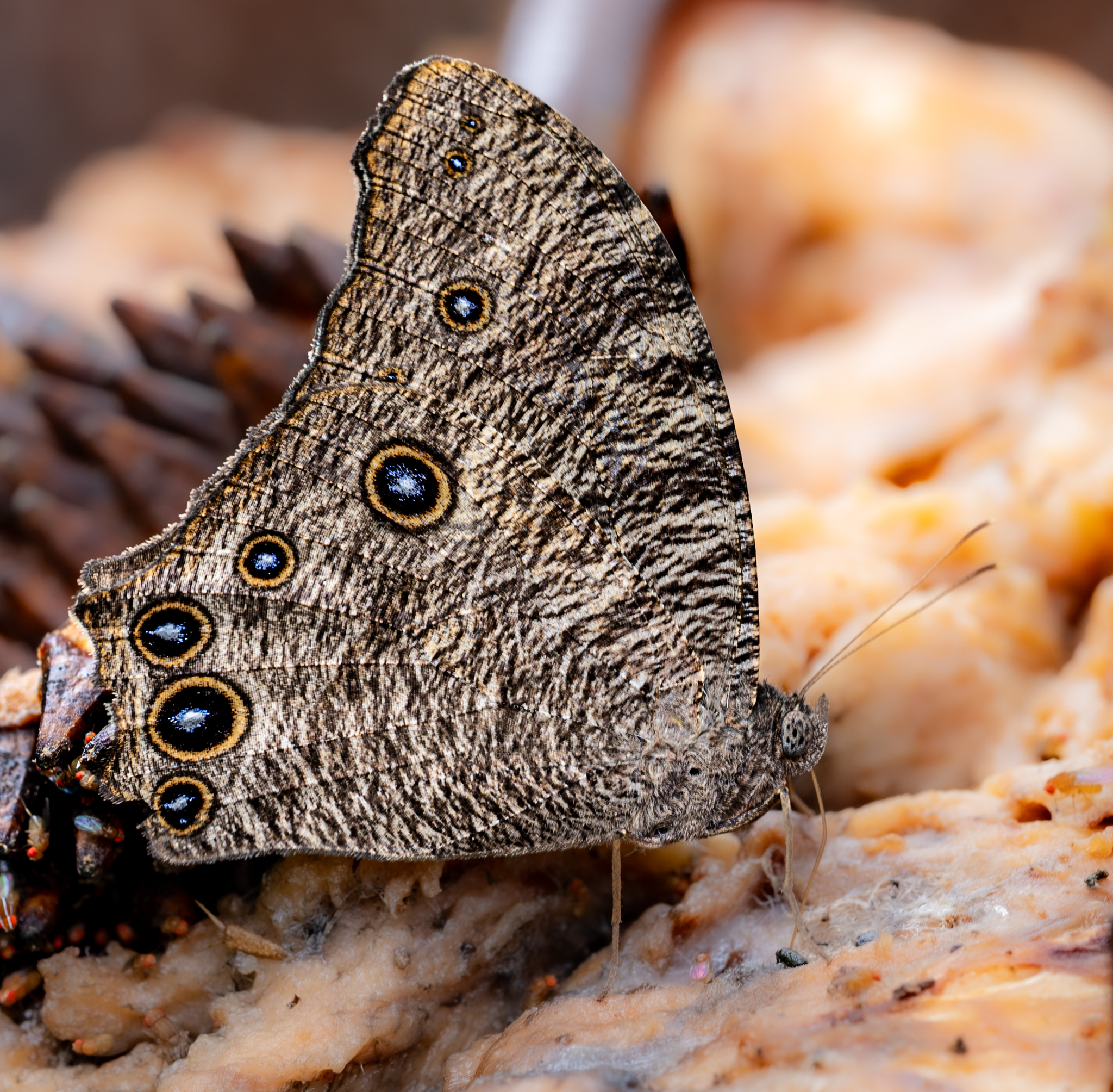 Common Evening Brown