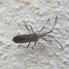 Chariesterus antennator