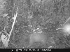 Dasyprocta variegata