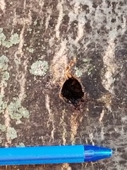 Paranthrene simulans