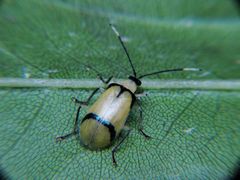 Diabrotica arcuata