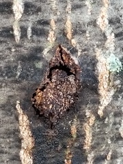 Paranthrene simulans