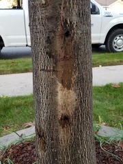 Paranthrene simulans