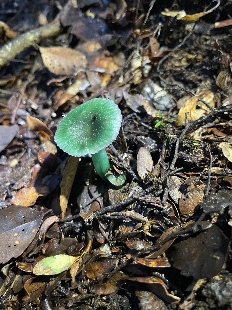 Gliophorus graminicolor · July 2025 · photo: © kylie21571 (iNaturalist, cc0)