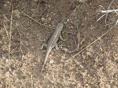 Sceloporus graciosus graciosus