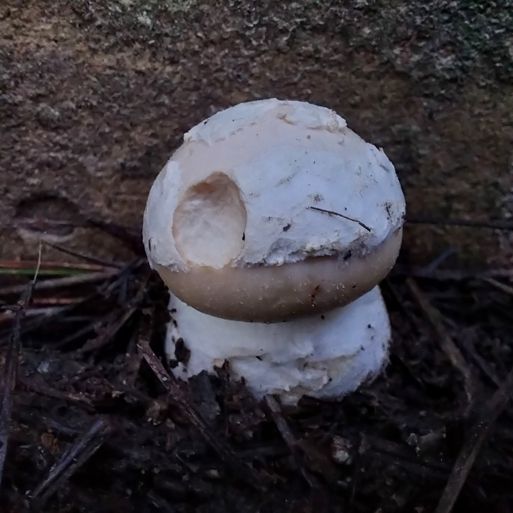 Amanita junquillea · July 2025 · photo: © kiwialli (iNaturalist, cc-by)
