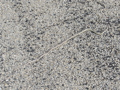 Masticophis taeniatus taeniatus