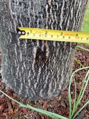 Paranthrene simulans