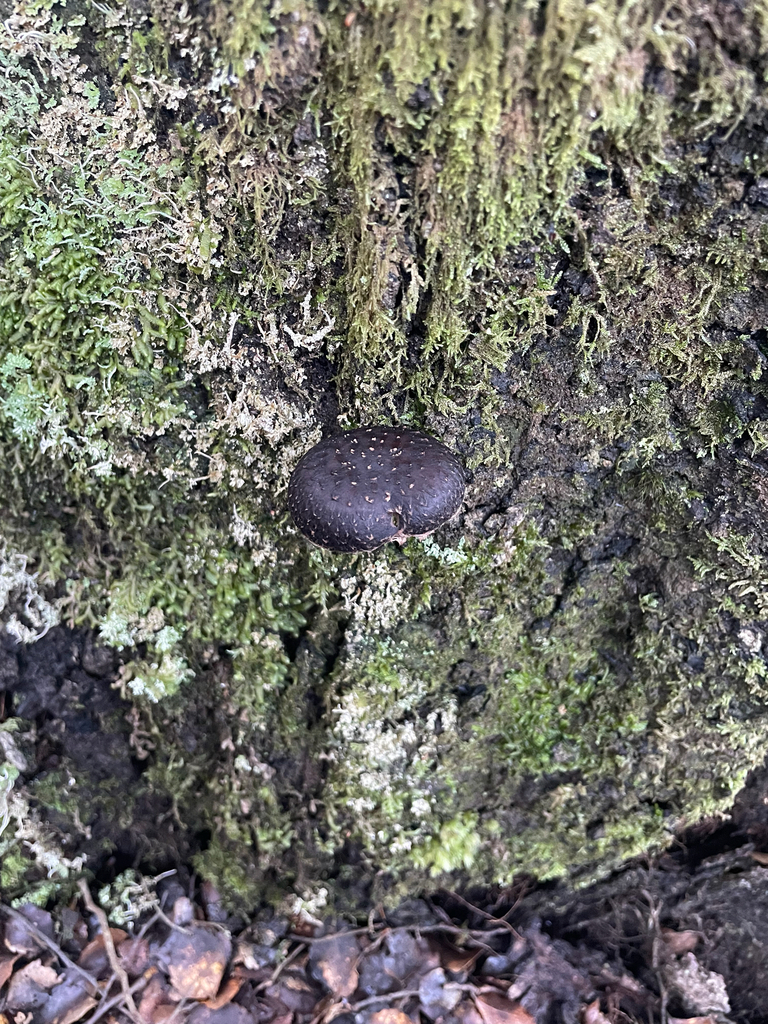 Lentinula novae-zelandiae · July 2025 · photo: © kylie21571 (iNaturalist, cc0)