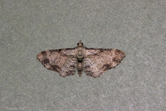 Chloroclystis sphragitis