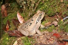 Rhinella poeppigii