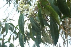 Miconia prasina