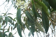 Miconia prasina