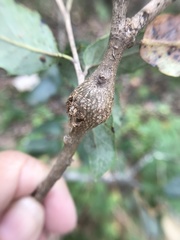 Protobalandricus spectabilis