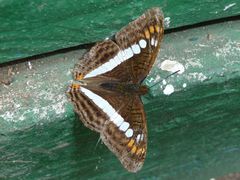 Adelpha alala