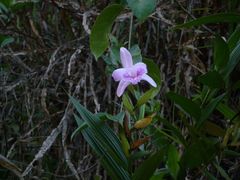 Sobralia rosea
