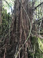 Ficus prolixa
