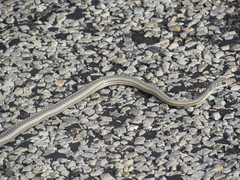 Masticophis taeniatus taeniatus