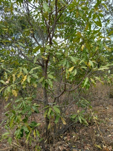 Narrow-leaved mahobohobo (Uapaca nitida)
