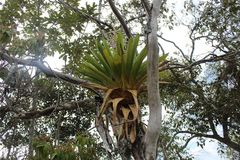 Tillandsia fendleri