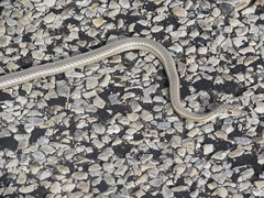 Masticophis taeniatus taeniatus