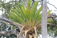 Tillandsia fendleri