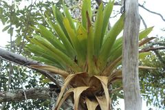 Tillandsia fendleri