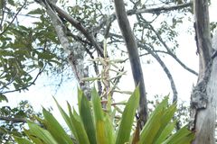 Tillandsia fendleri