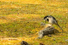 Motacilla alba