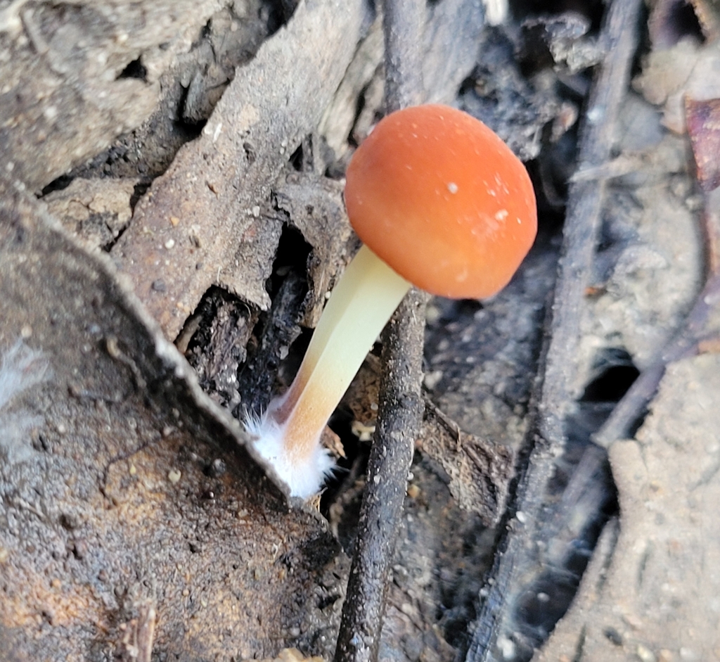 Marasmius elegans · April 2025 · photo: © eamonn_c (iNaturalist, cc-by)
