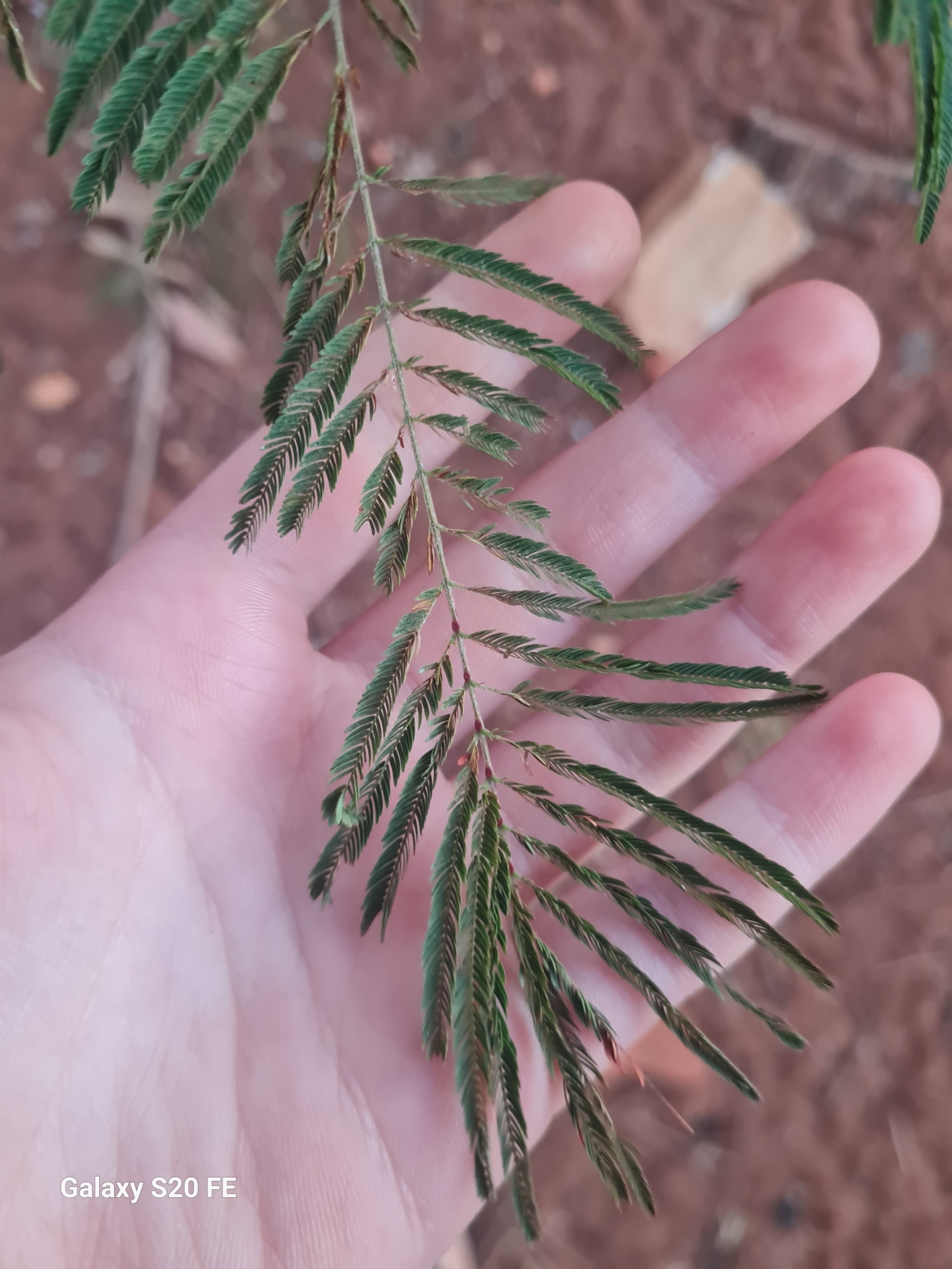 Anadenanthera colubrina