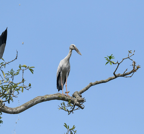 Silberklaffschnabel (Anastomus oscitans)