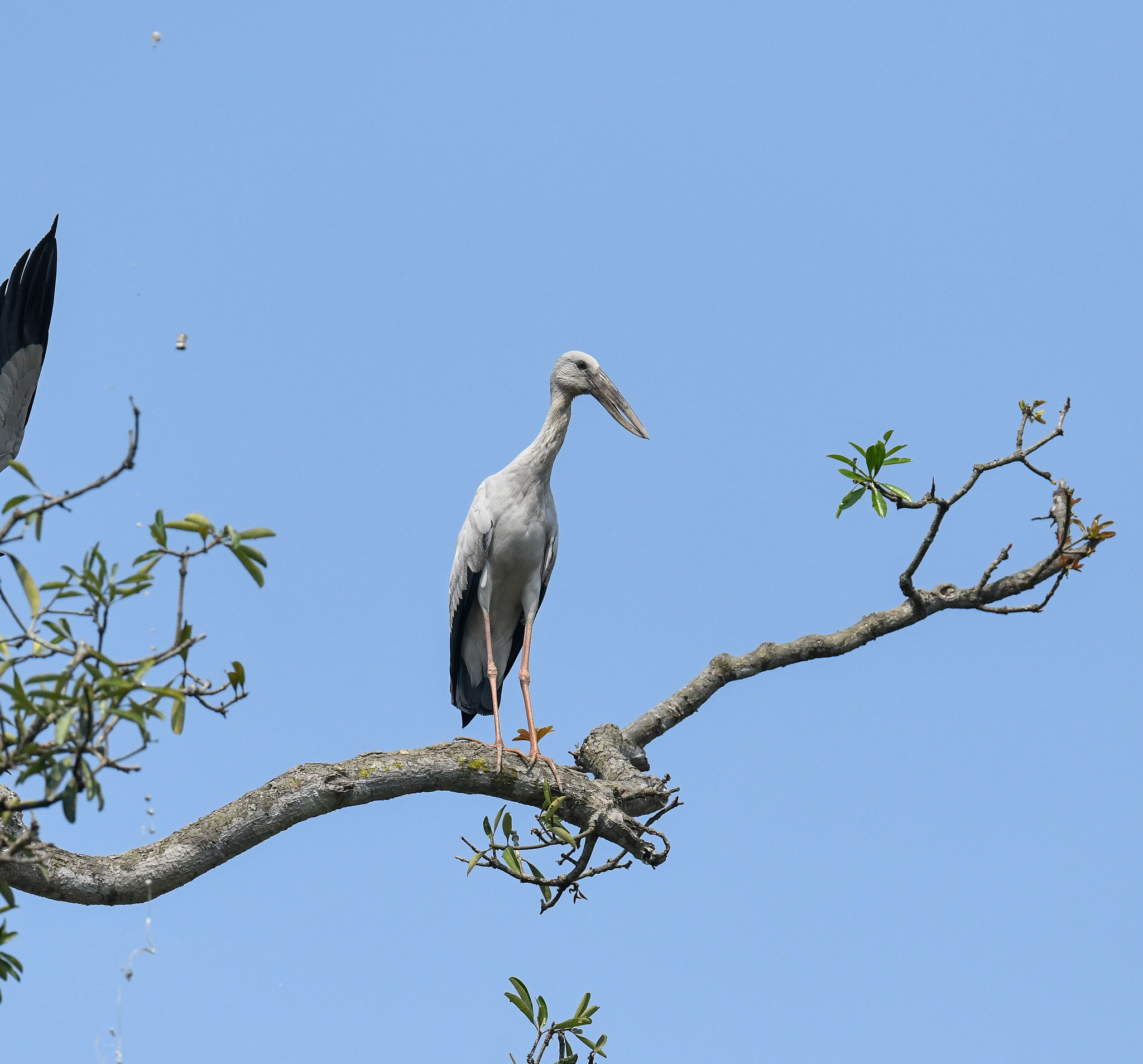 Asian Openbill illustration