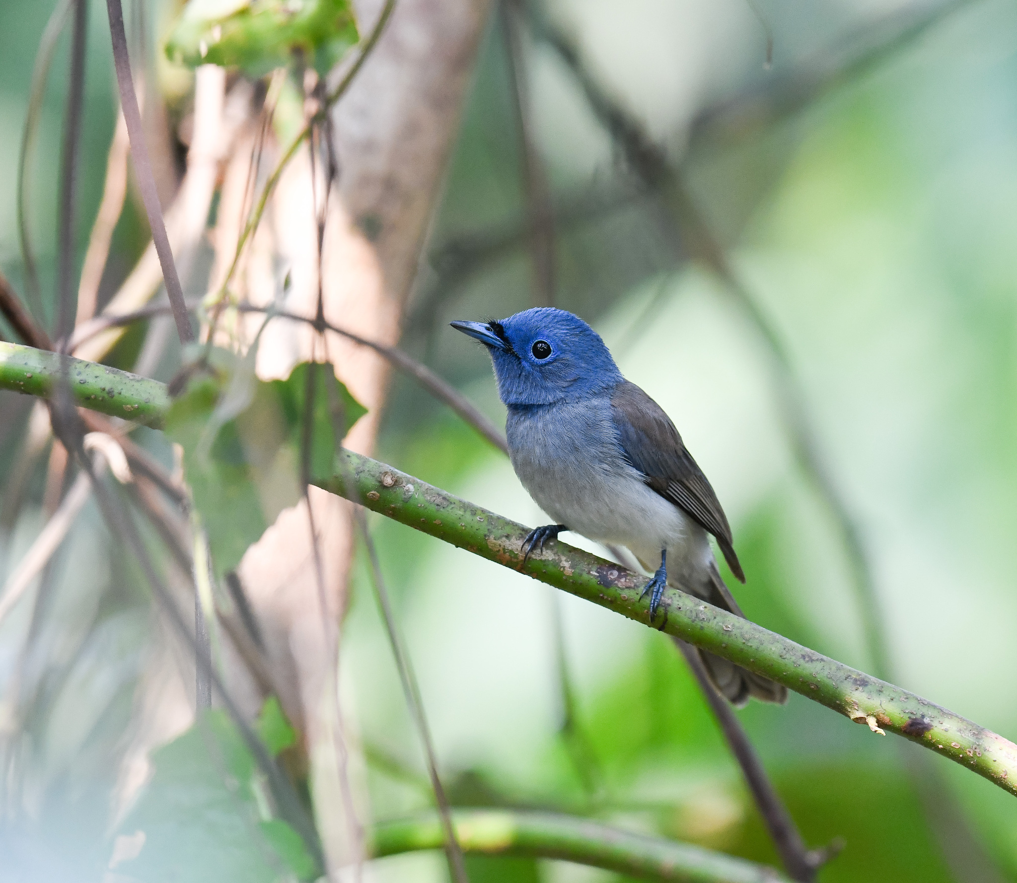 Black-naped Monarch (Hypothymis azurea)