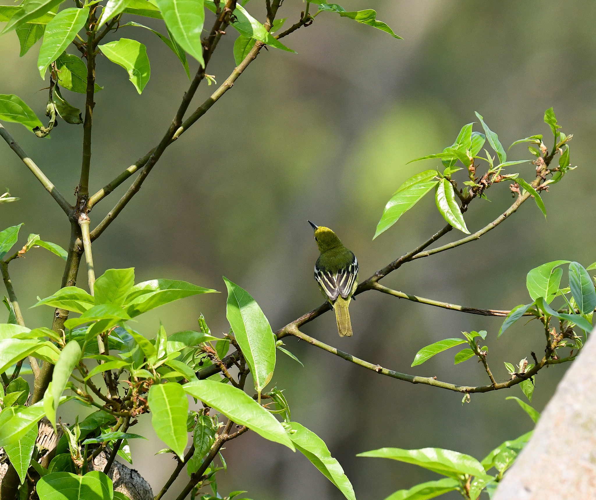 Common Iora (Aegithina tiphia)