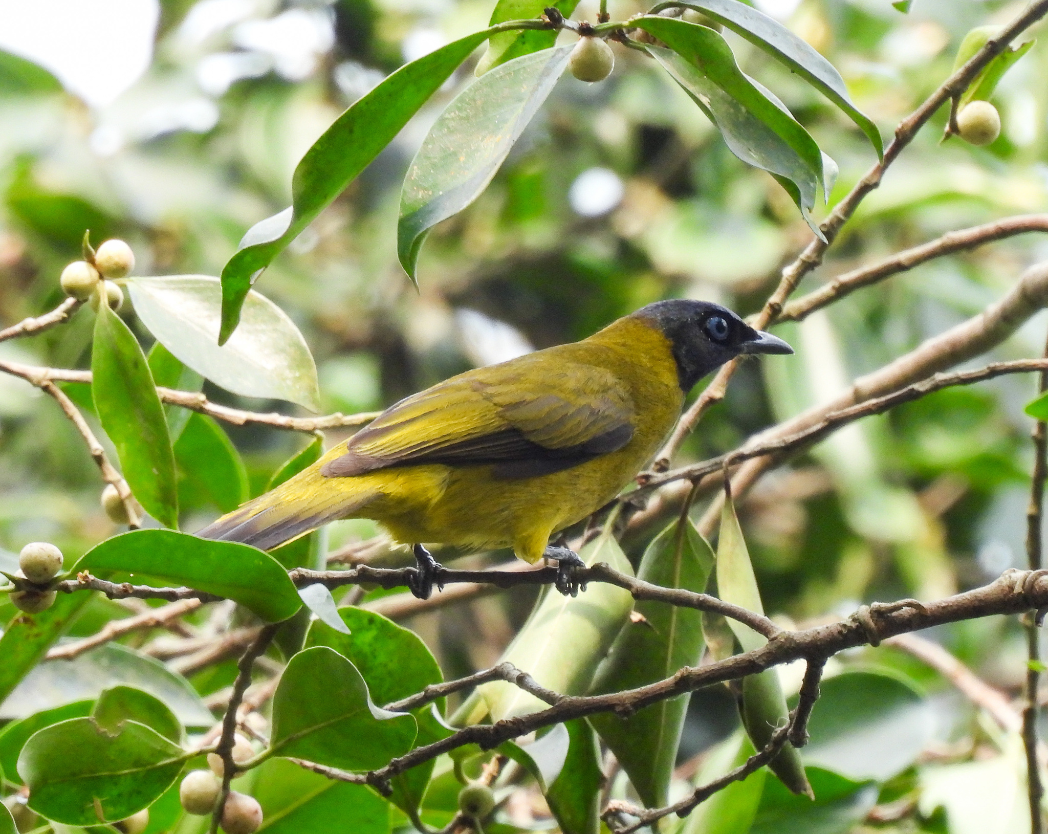 Black-headed Bulbul (Microtarsus melanocephalos)