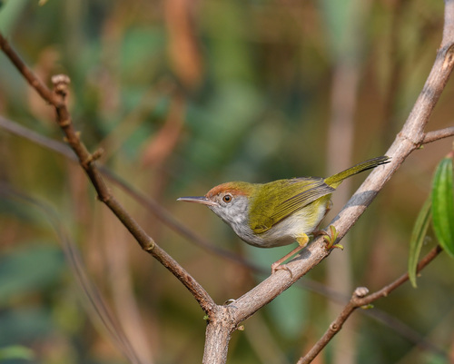 Dark-necked Tailorbird (Orthotomus atrogularis), photo 7