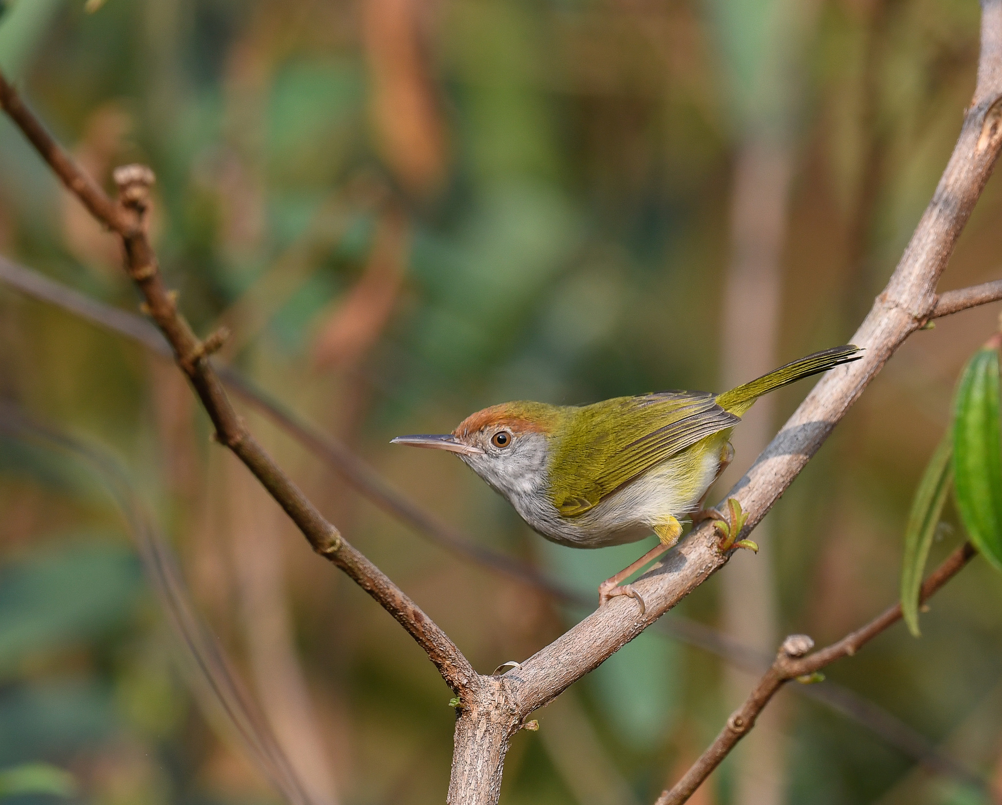 Dark-necked Tailorbird illustration