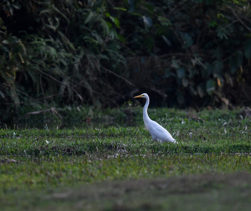 Medium Egret (Ardea intermedia), photo 8
