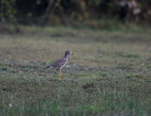 Grey-headed Lapwing illustration